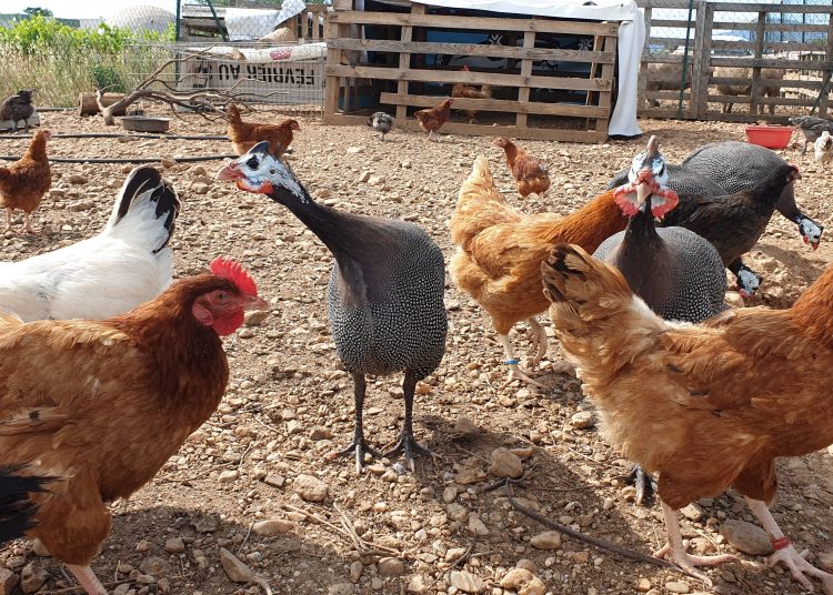 MISE EN ŒUVRE DU PND, LE MINISTRE BATAKA VISITE UNE FERME DE VOLAILLES A KOUGNOHOU ET L’ESOP DJONTA-KOTORA