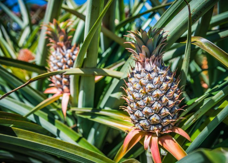 LES FILIERES ANANAS ET MANGUE EN PLEIN ESSOR AU TOGO